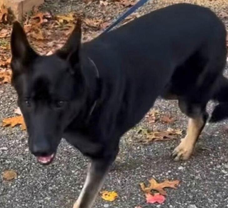 Lee, Adoptable, Adult Male German Shepherd Dog.