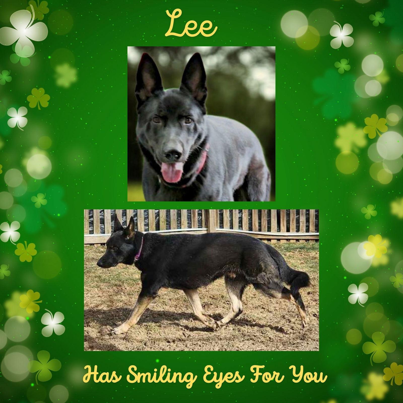 Lee, Adoptable, Adult Male German Shepherd Dog.
