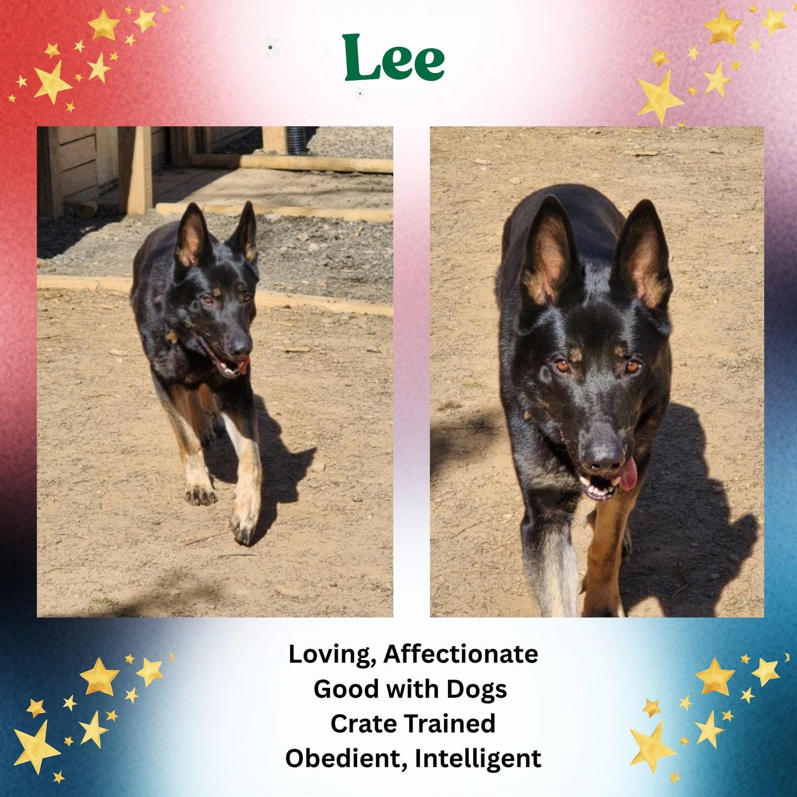 Enlarge Lee, a Adoptable German Shepherd Dog in Baltimore, MD image 1/3