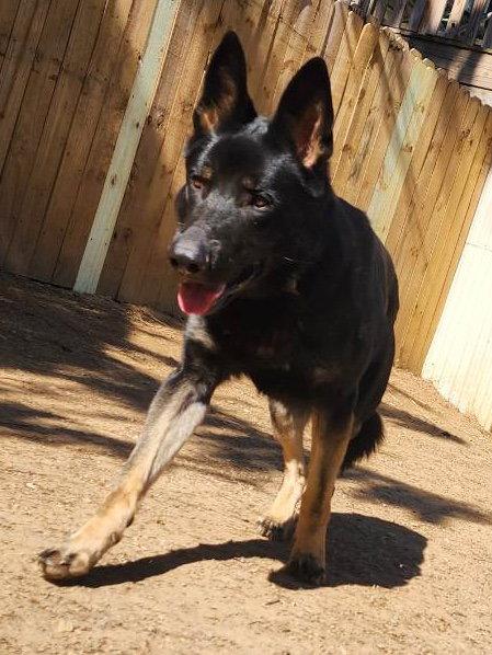 Enlarge Lee, a Adoptable German Shepherd Dog in Baltimore, MD image 1/3
