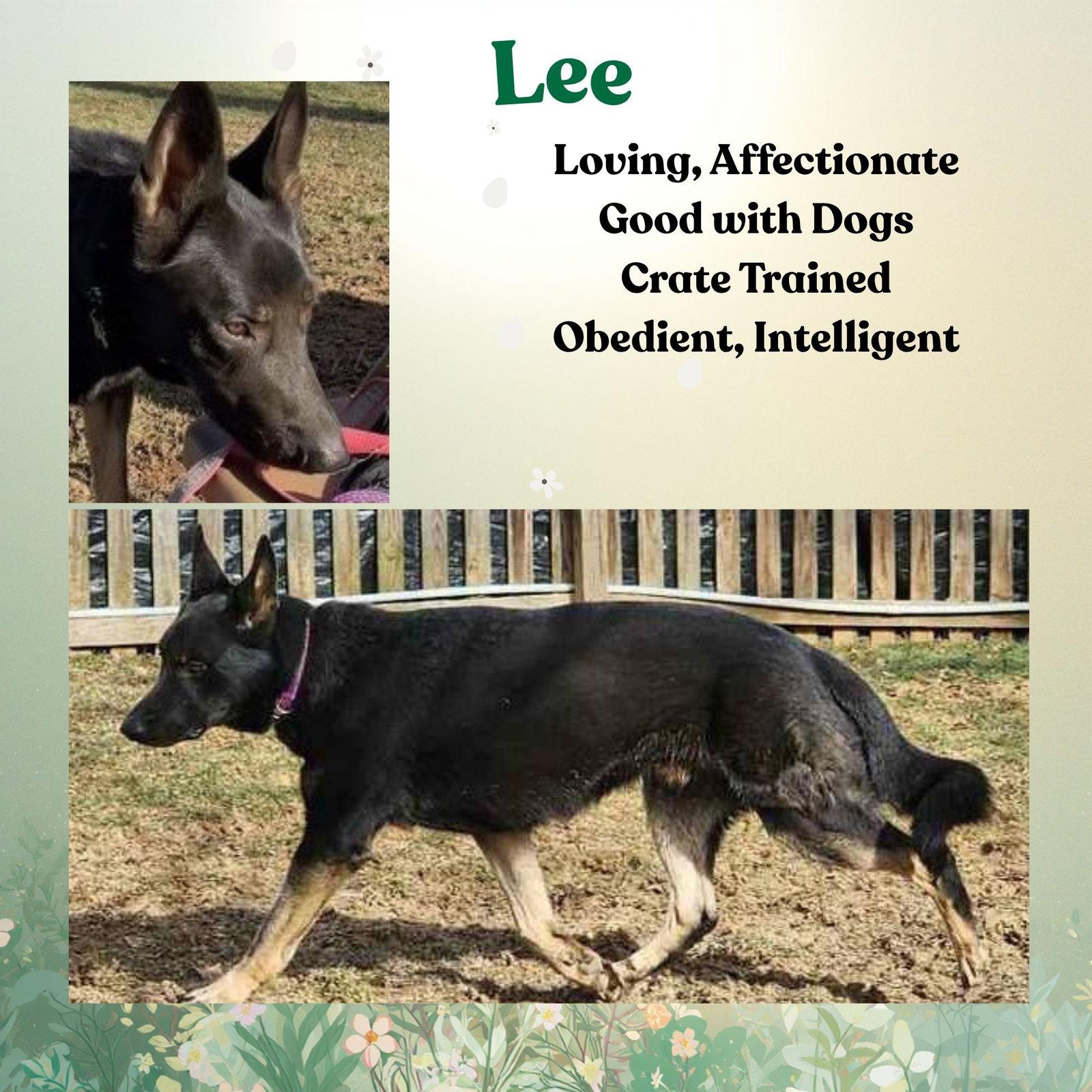 Enlarge Lee, a Adoptable German Shepherd Dog in Baltimore, MD image 2/3