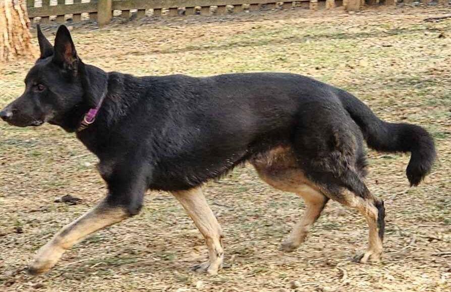 Enlarge Lee, a Adoptable German Shepherd Dog in Baltimore, MD image 1/3