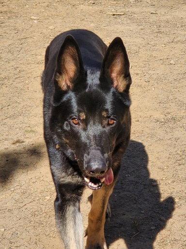 Enlarge Lee, a Adoptable German Shepherd Dog in Baltimore, MD image 2/3