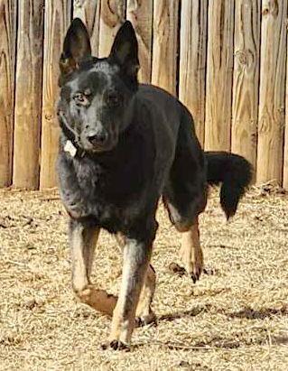 Enlarge Lee, a Adoptable German Shepherd Dog in Baltimore, MD image 2/3