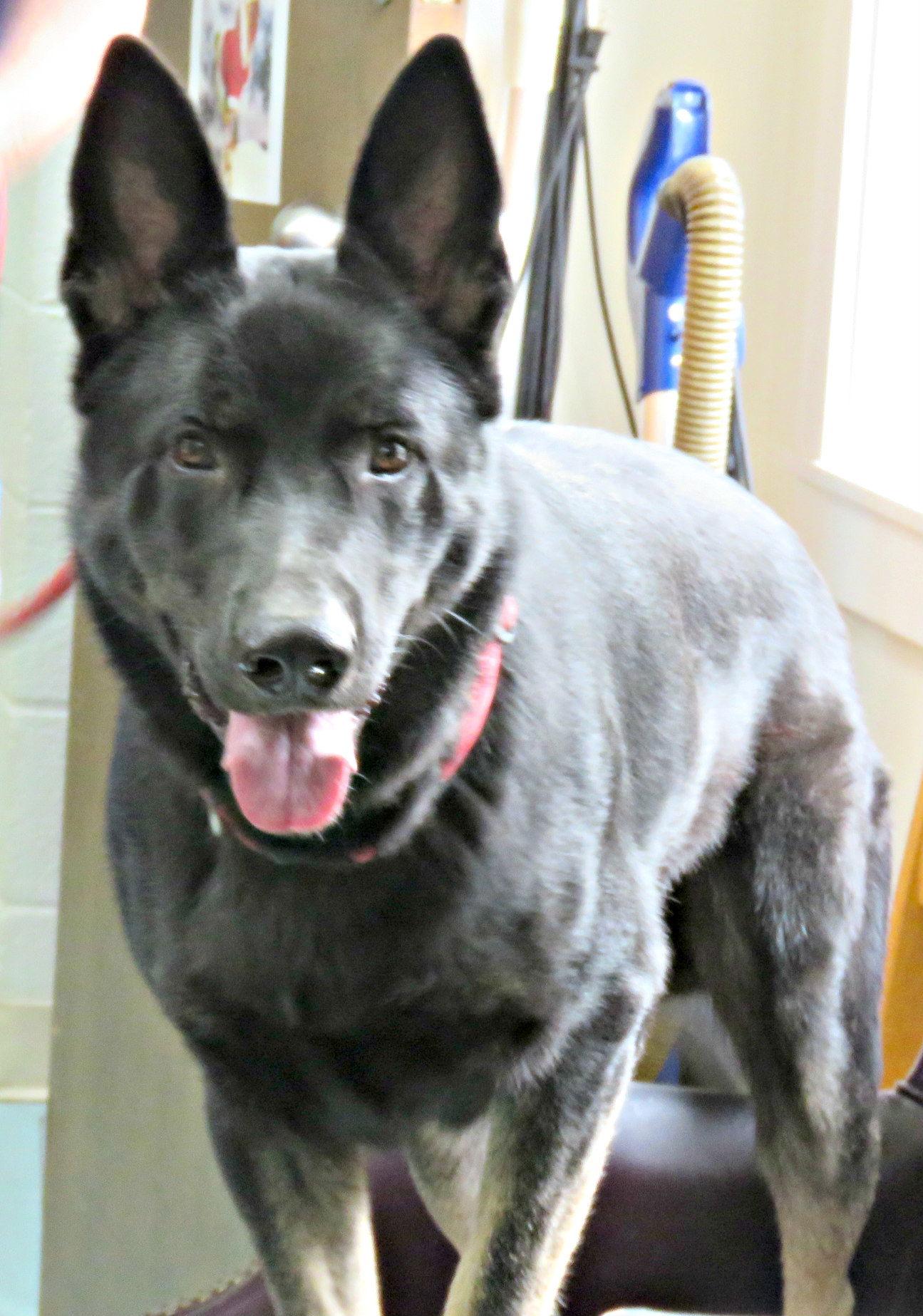 Lee, Adoptable, Adult Male German Shepherd Dog.