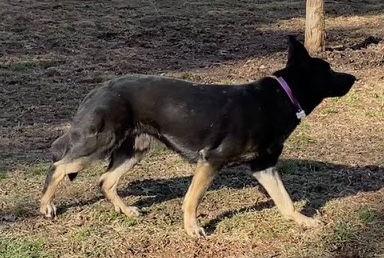 Enlarge Lee, a Adoptable German Shepherd Dog in Baltimore, MD image 2/3