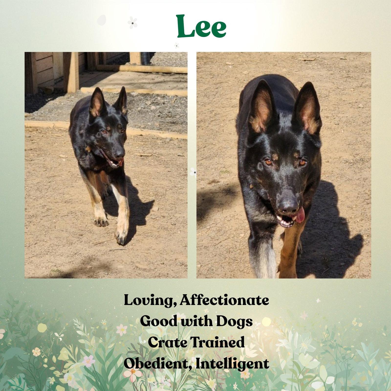 Enlarge Lee, a Adoptable German Shepherd Dog in Baltimore, MD image 3/3