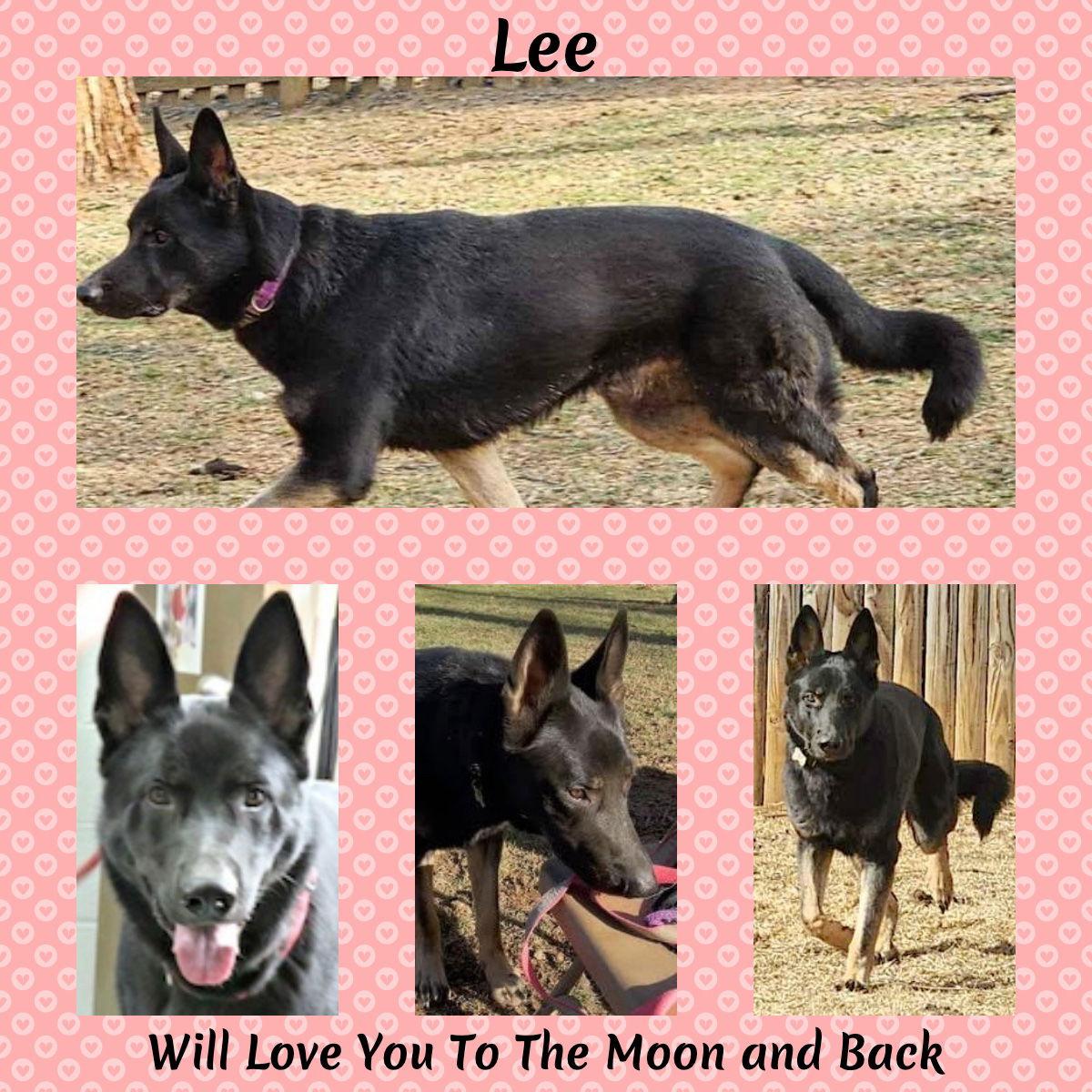 Enlarge Lee, a Adoptable German Shepherd Dog in Baltimore, MD image 3/3