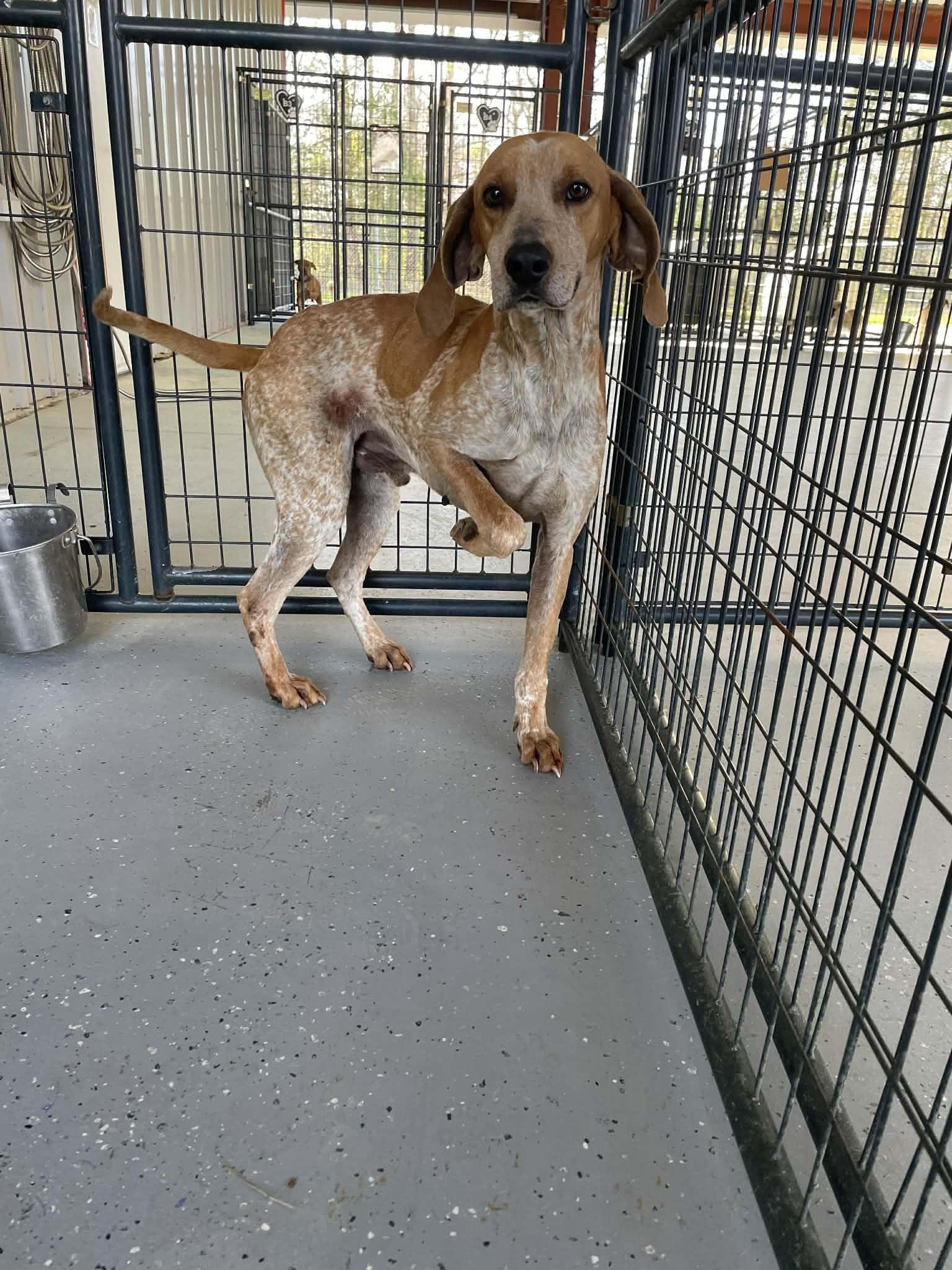 Enlarge Bruno, a ADOPTABLE Coonhound in Bishopville, SC image 1/1