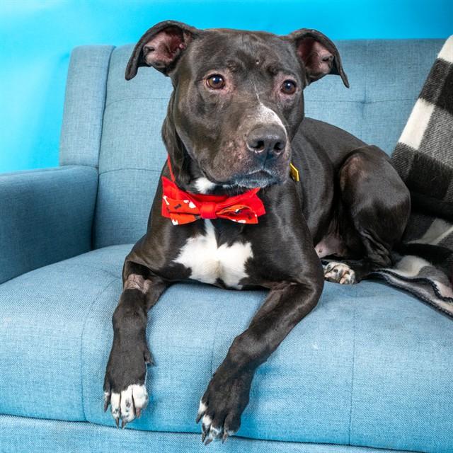 DINGO, Adoptable, Young Male Labrador Retriever & Pit Bull Terrier.