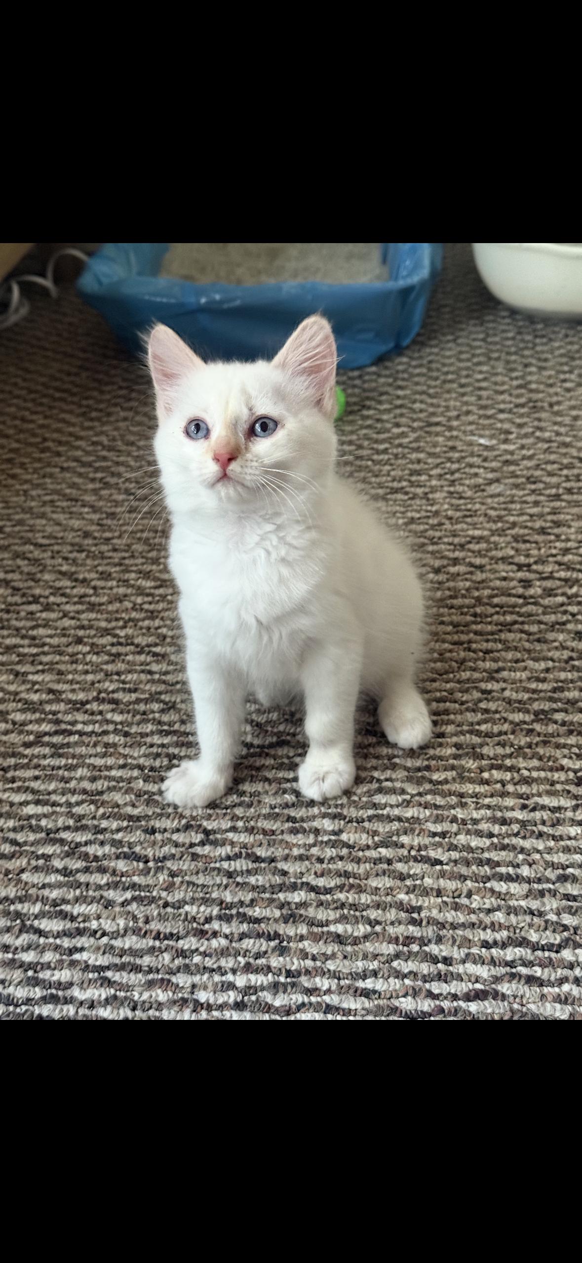 Butters, adopted, Kitten Male Siamese.