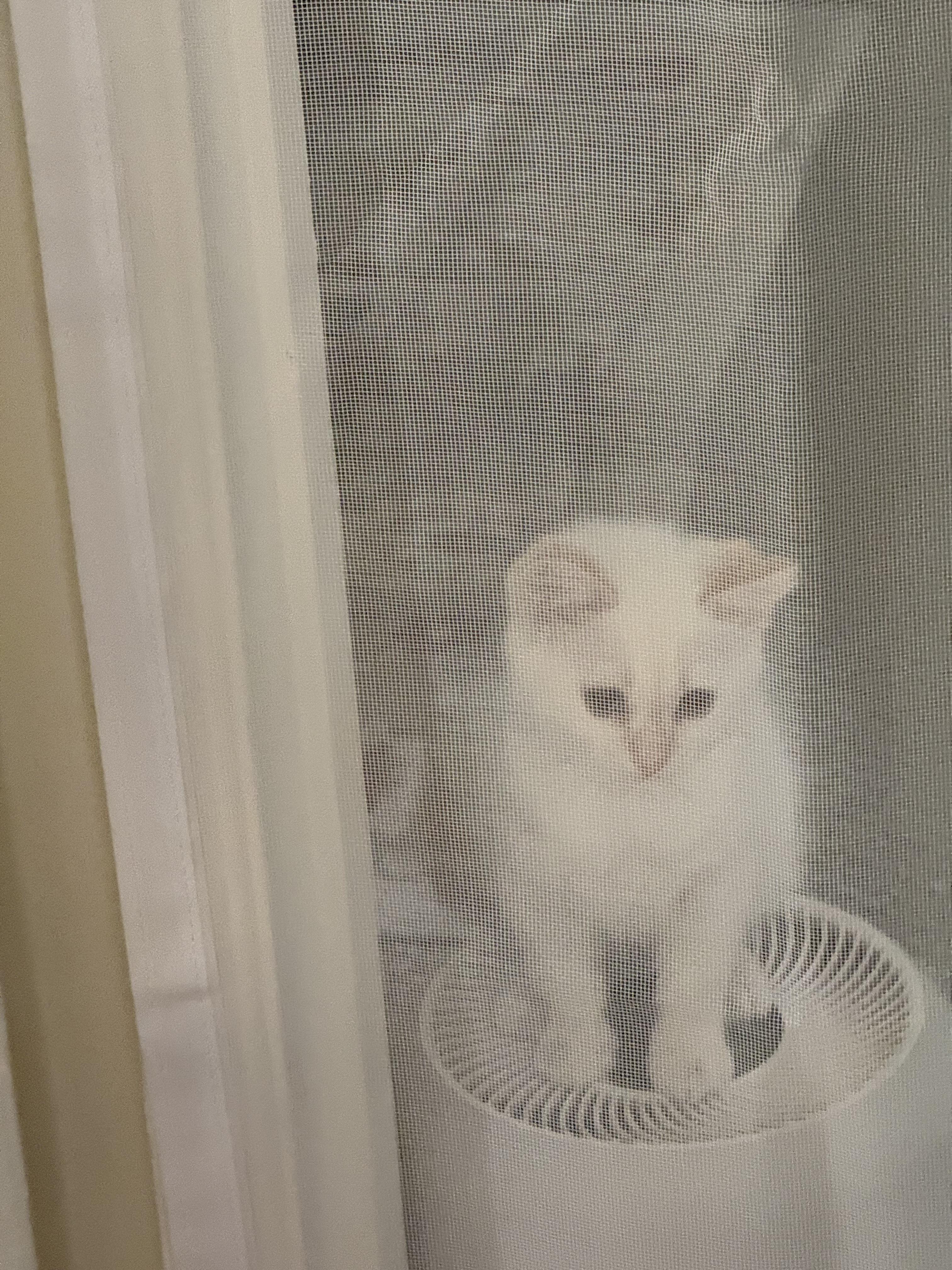Butters, an adopted Siamese in Hayward, CA image 3/3