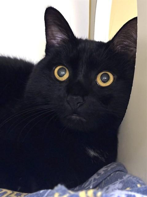 PANTHER, Adoptable, Adult Male Domestic Short Hair.