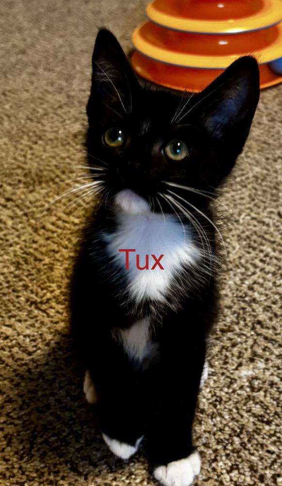 Tux, Adoptable, Kitten Male Domestic Short Hair.