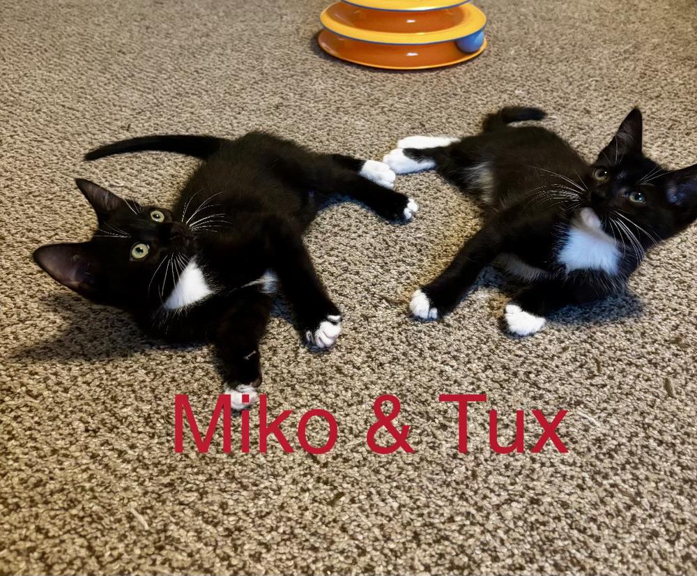 Tux, a Adoptable Domestic Short Hair in Fern Park, FL image 2/2