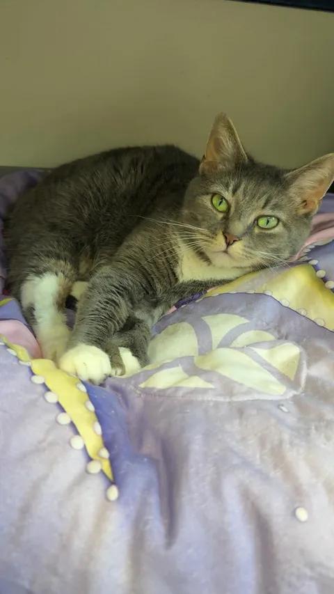 Ash, ADOPTABLE, Adult Female Domestic Short Hair.