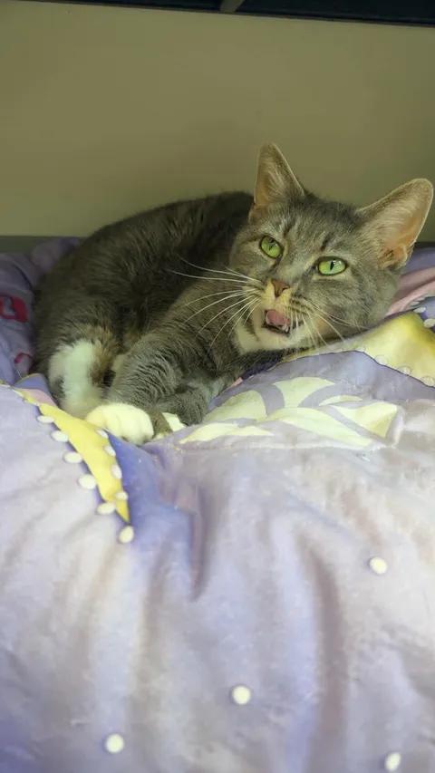 Ash, a ADOPTABLE Domestic Short Hair in Cherryfield, ME image 2/2