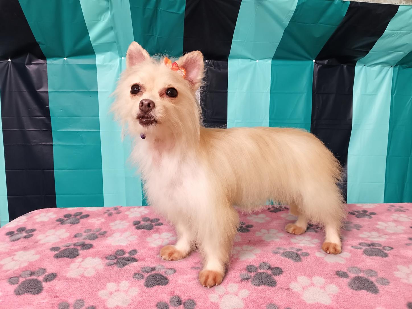 Aurora, Adopted, Adult Female Silky Terrier.
