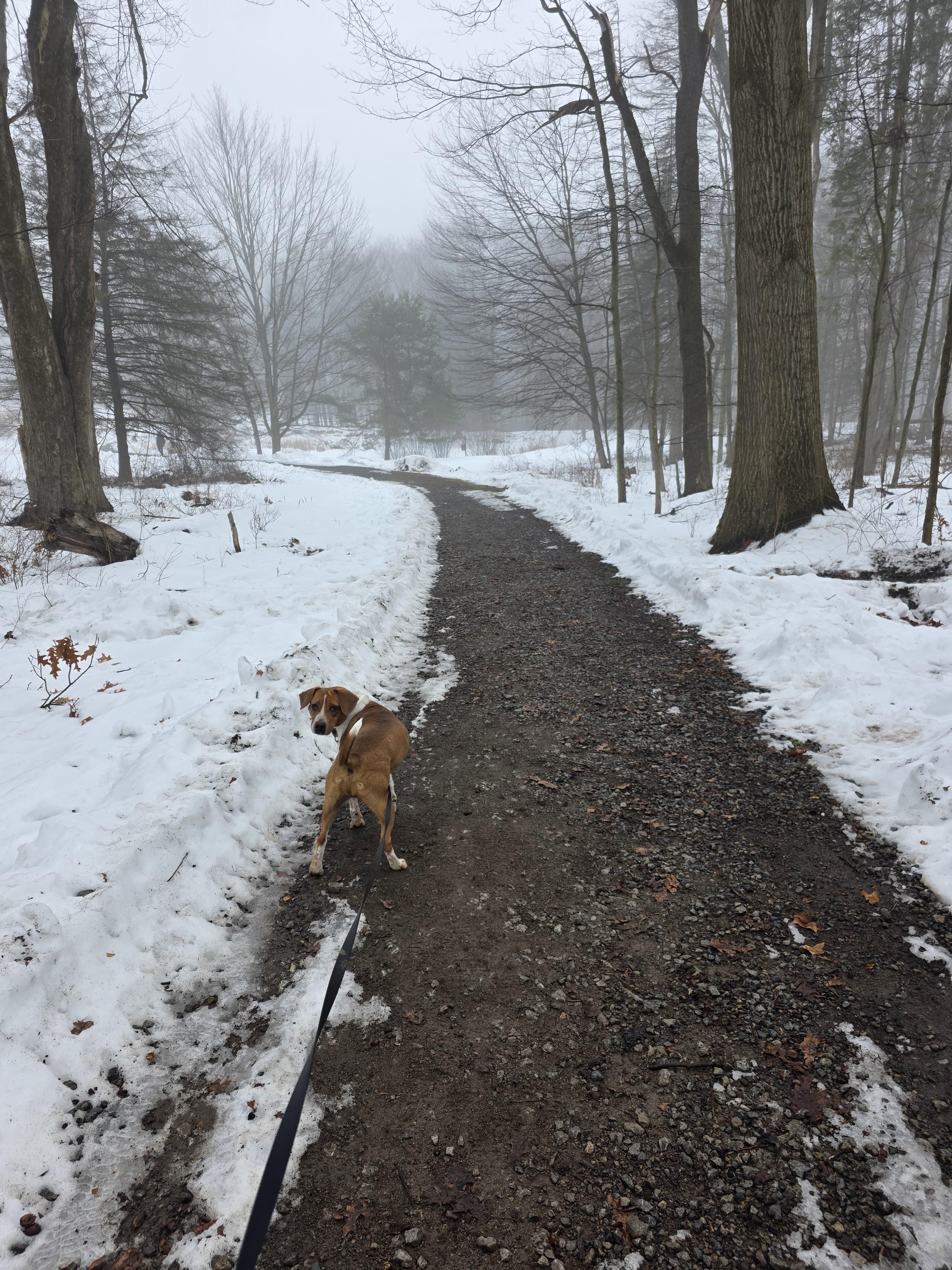 Enlarge Rocky, an adoptable Beagle in Renfrew, PA image 6/6