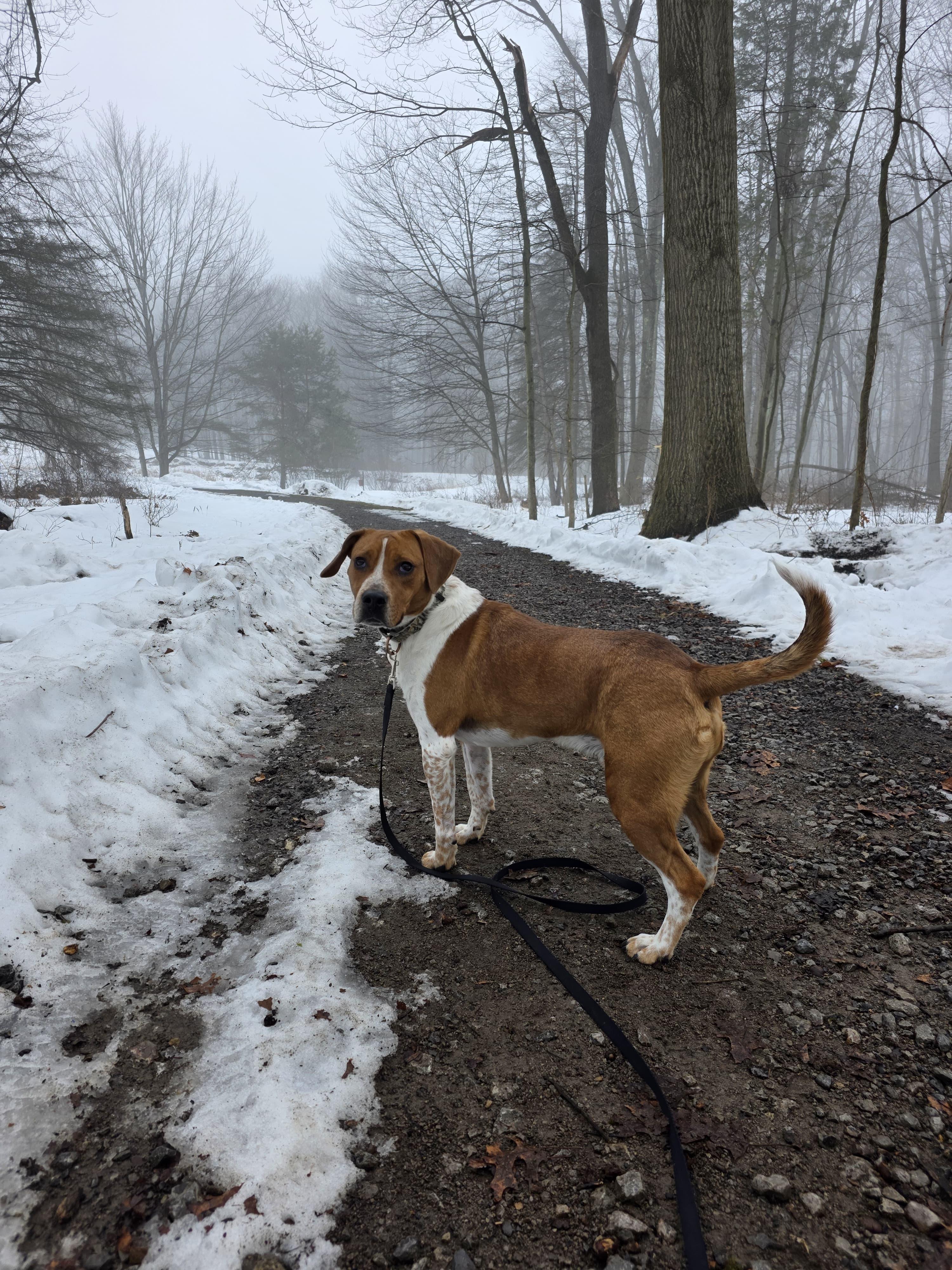 Enlarge Rocky, an adoptable Beagle in Renfrew, PA image 2/6