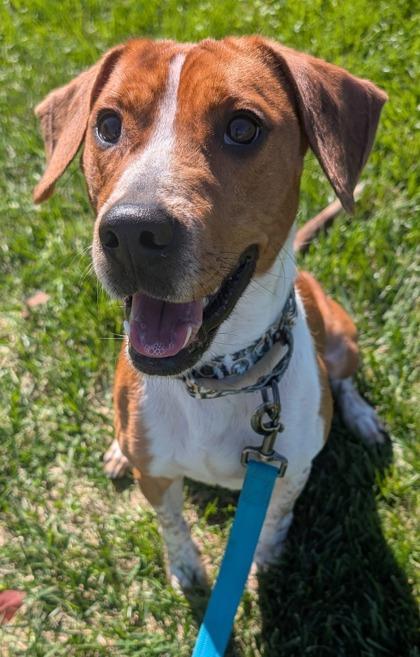 Rocky, an adoptable Beagle in Renfrew, PA image 2/3