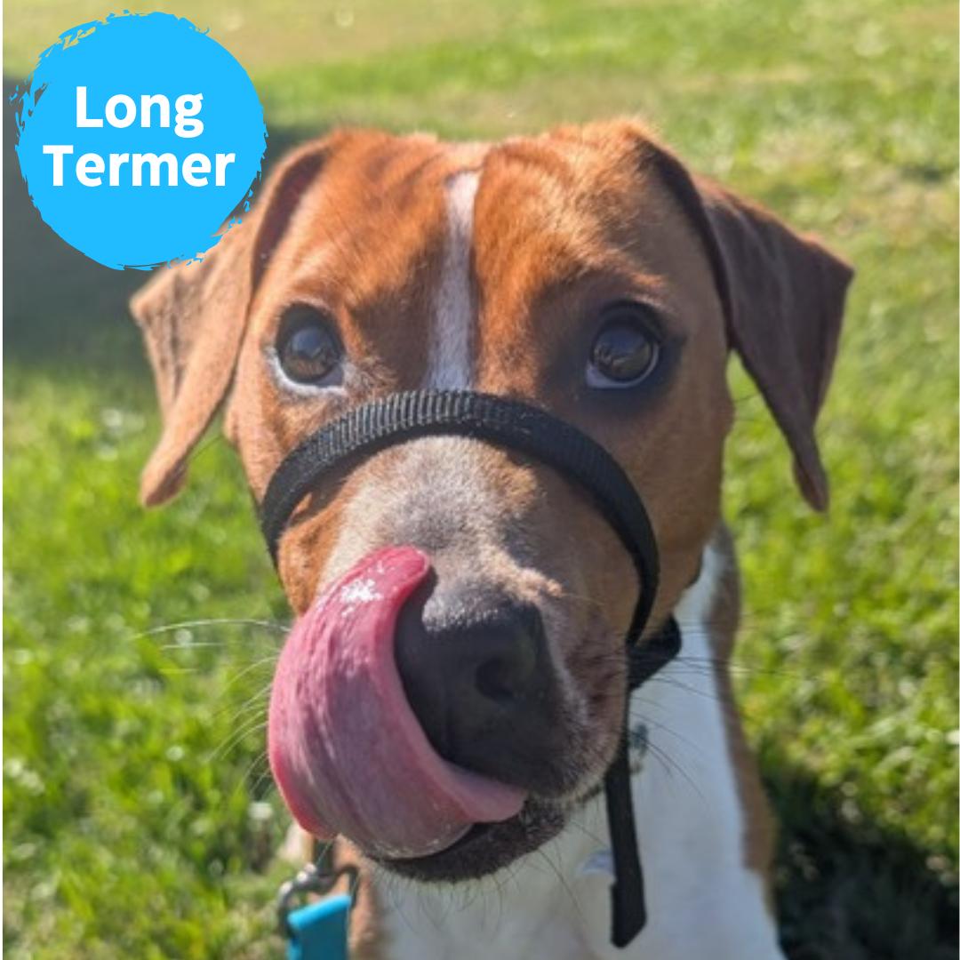 Enlarge Rocky, an adoptable Beagle in Renfrew, PA image 1/4