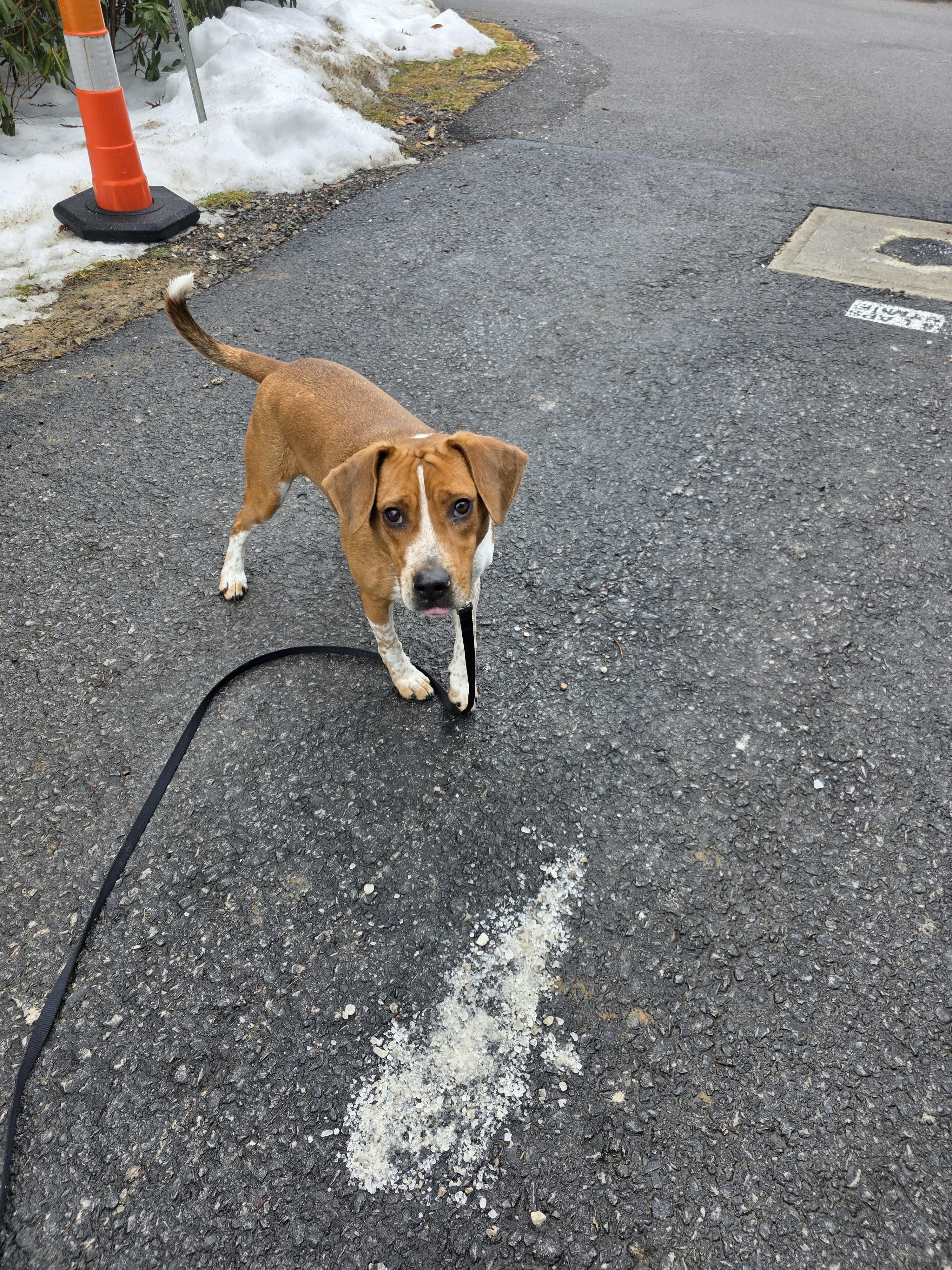 Enlarge Rocky, an adoptable Beagle in Renfrew, PA image 4/6