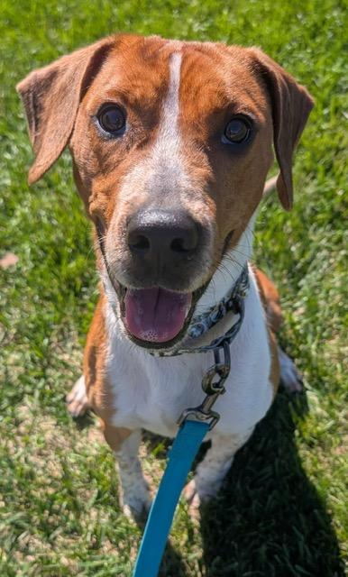 Rocky, an adoptable Beagle in Renfrew, PA image 3/3