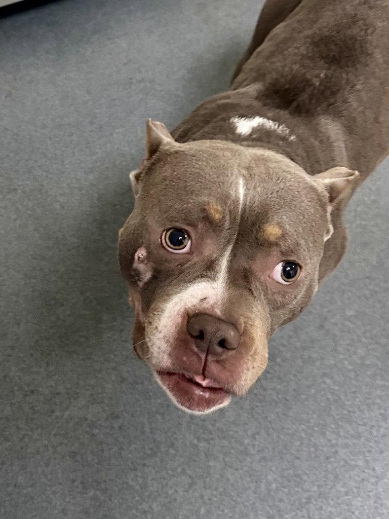 Enlarge DA 13 Fig, a Adoptable mixed breed in Glen Allen, VA image 1/1