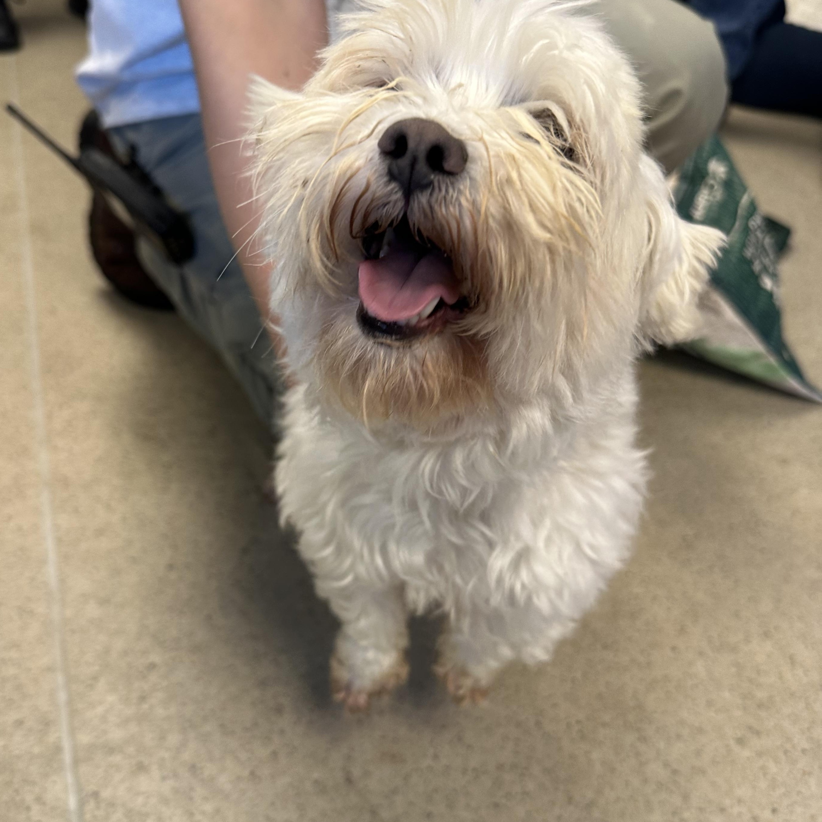 Q-tip (ID 51420/1551), adopted, Adult Male Terrier.