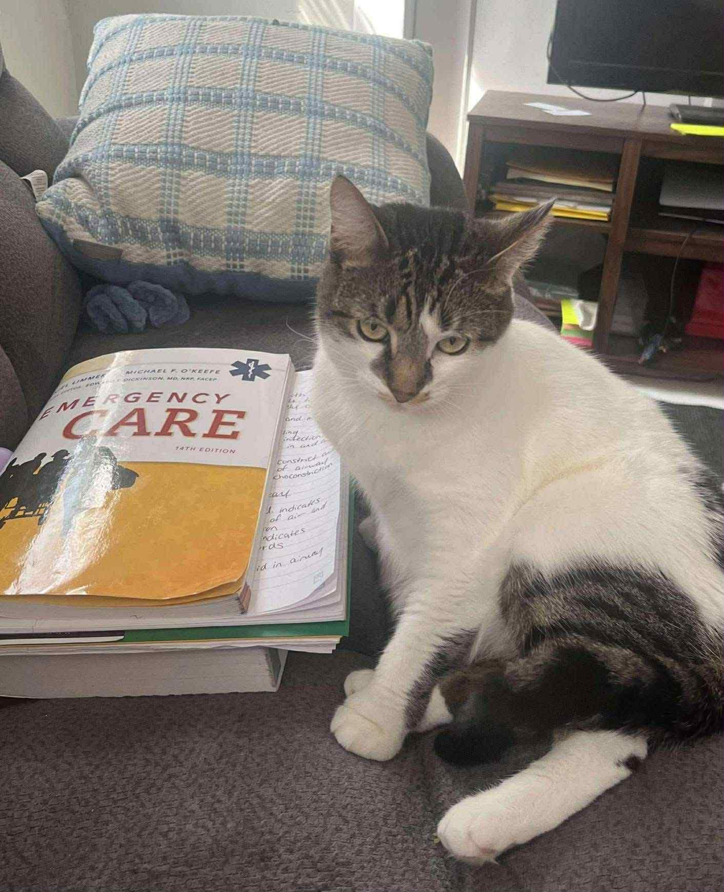 Jingles, Adoptable, Adult Male Domestic Short Hair & Tabby.