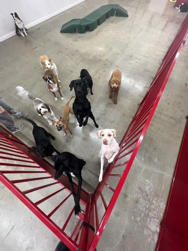 Enlarge Willow, a Adopted mixed breed in Anaheim, CA image 1/19