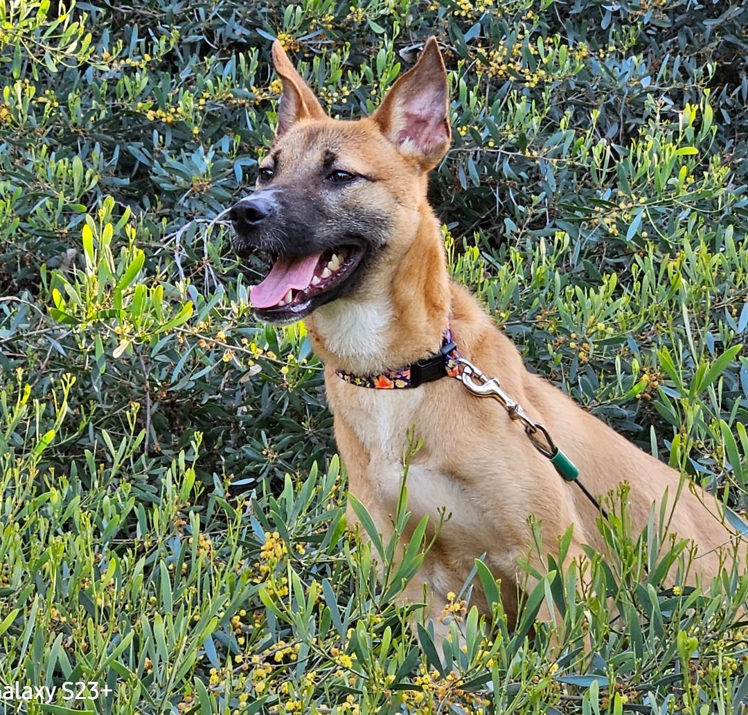 Enlarge Willow, a Adopted mixed breed in Anaheim, CA image 3/19