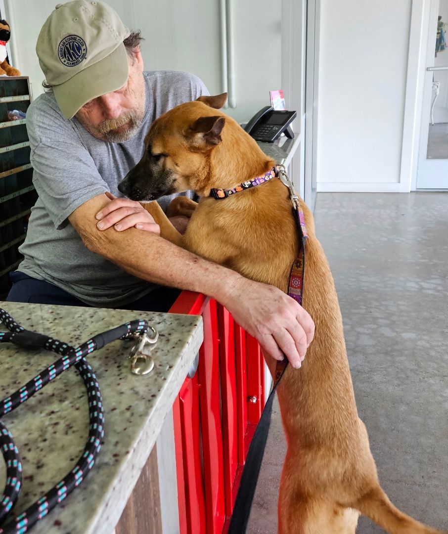Enlarge Willow, a Adopted mixed breed in Anaheim, CA image 4/19