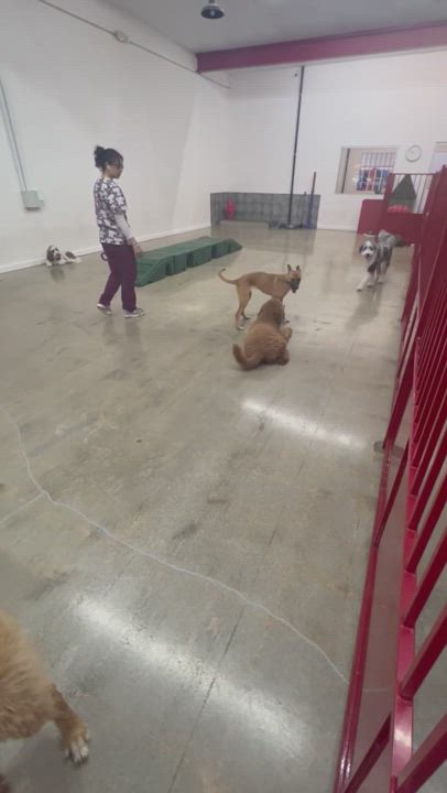 Enlarge Willow, a Adopted mixed breed in Anaheim, CA video 18/19