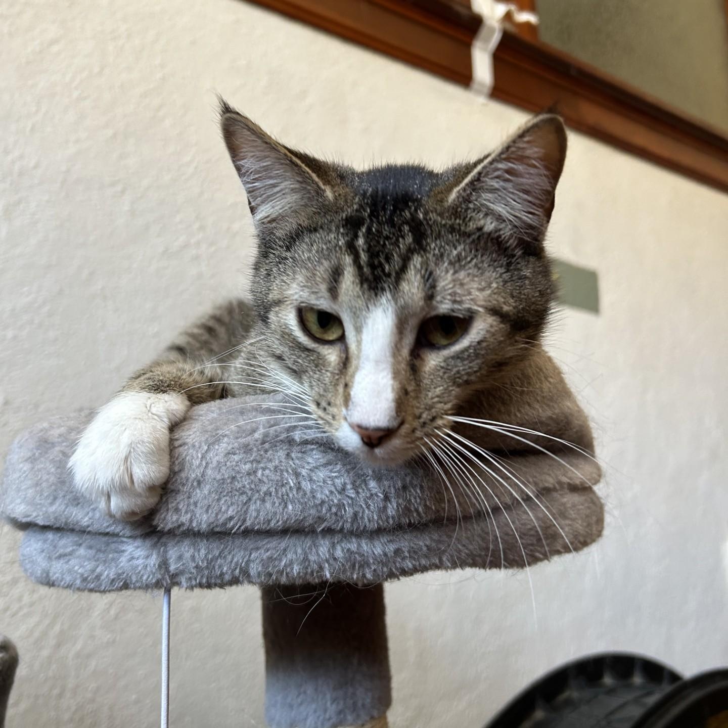 Bill, a Adoptable Domestic Short Hair in Springdale, AR image 3/5