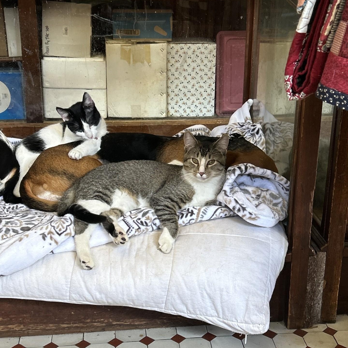 Bill, a Adoptable Domestic Short Hair in Springdale, AR image 4/5