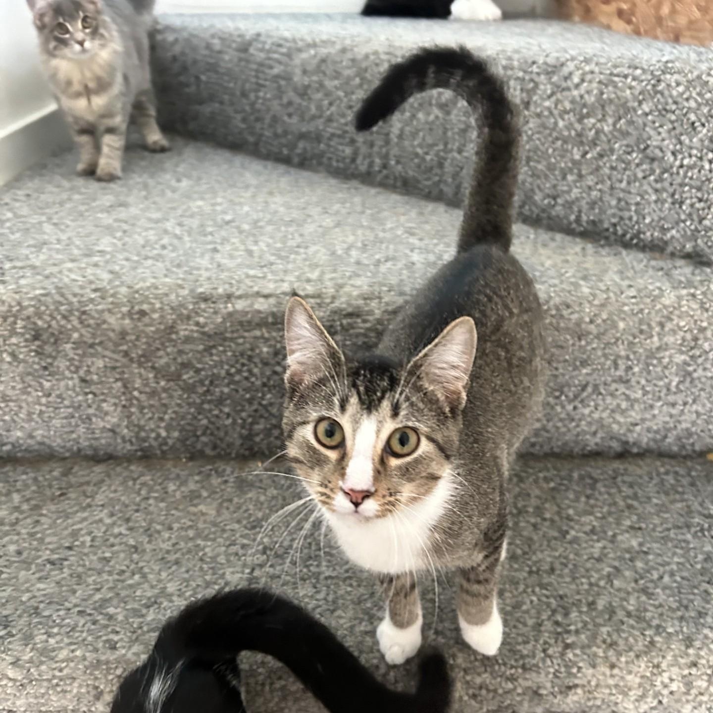 Bill, Adoptable, Young Male Domestic Short Hair.