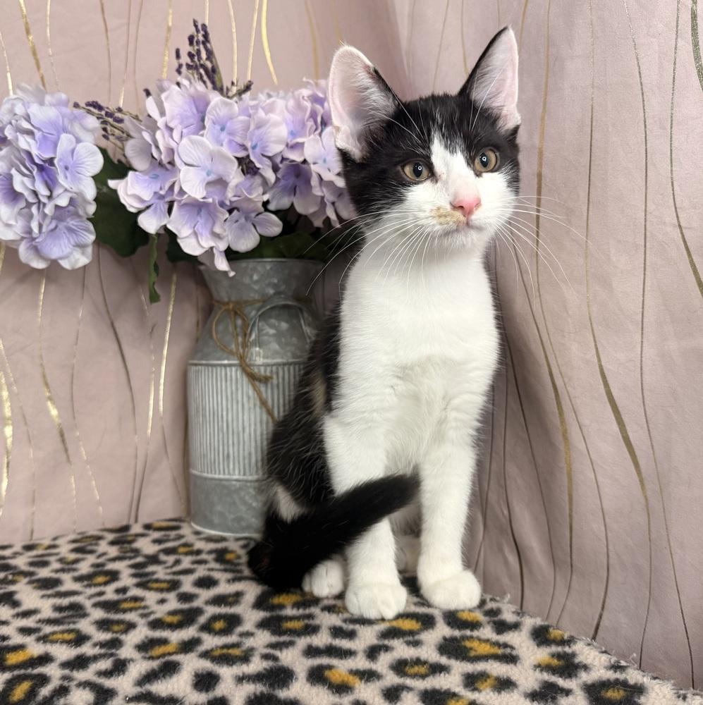 Toffee, Adoptable, Kitten Female Calico.