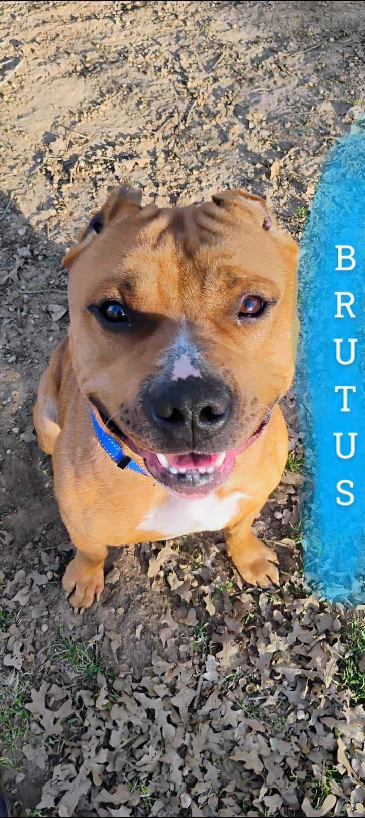 Teddy Aka Brutus thumbnail 4