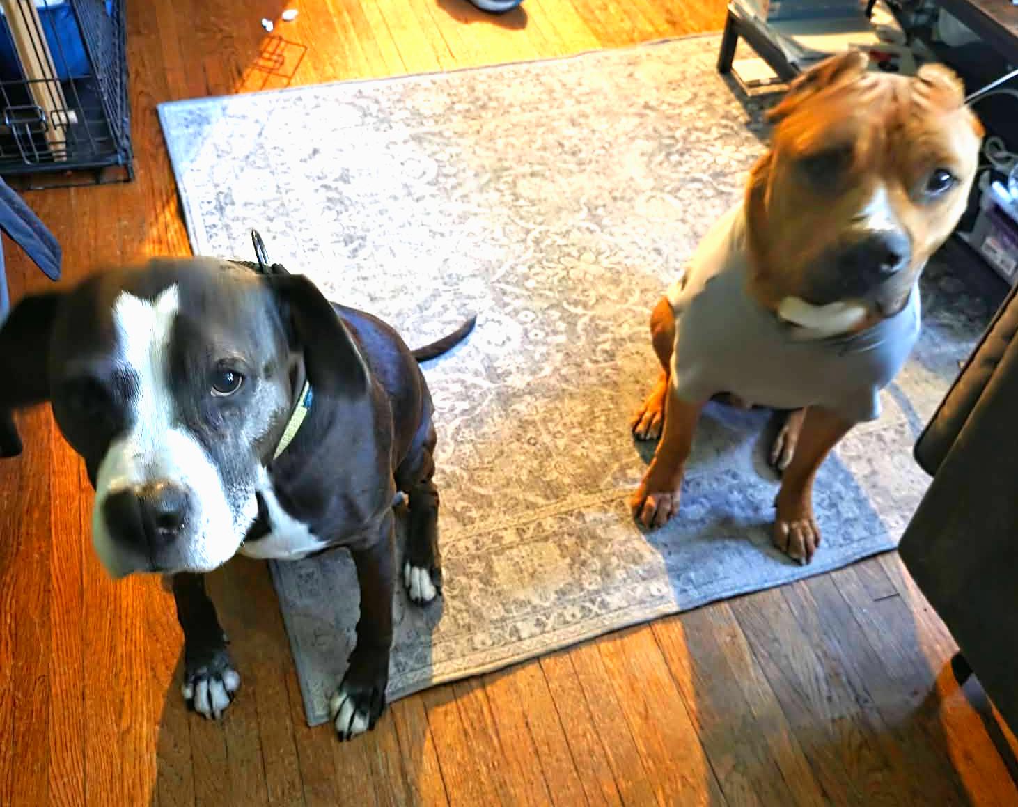 Teddy Aka Brutus thumbnail 3