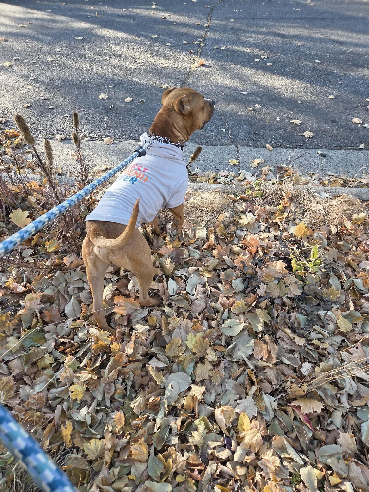 Teddy Aka Brutus thumbnail 5