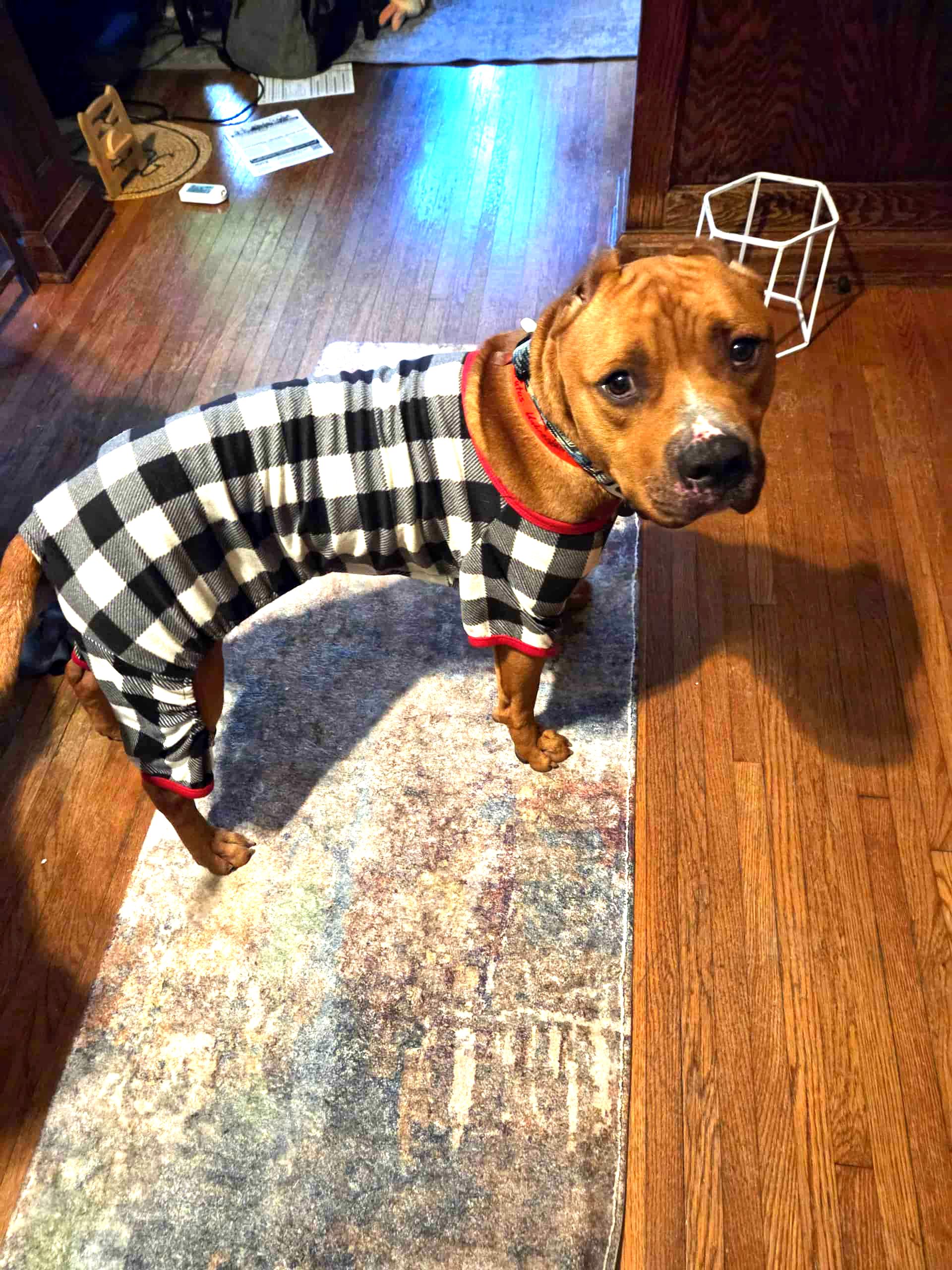 Teddy Aka Brutus thumbnail 6