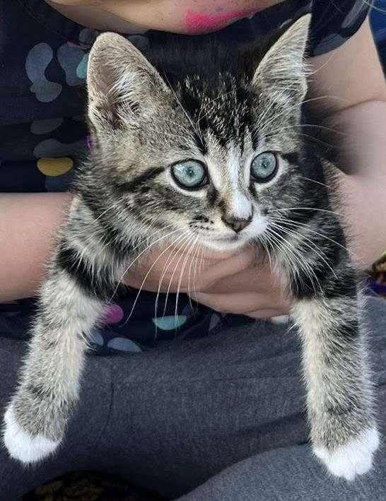 Milo and Maisy - kittens
