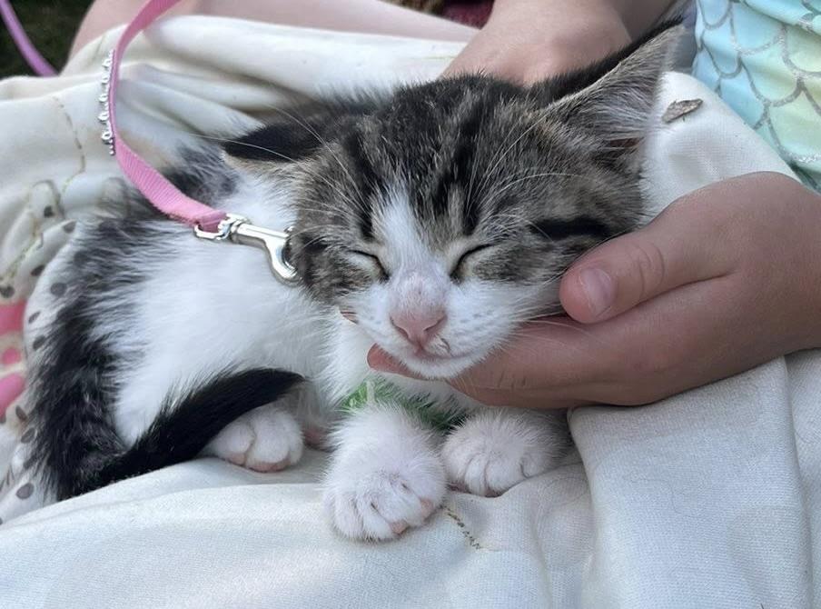Milo and Maisy - kittens