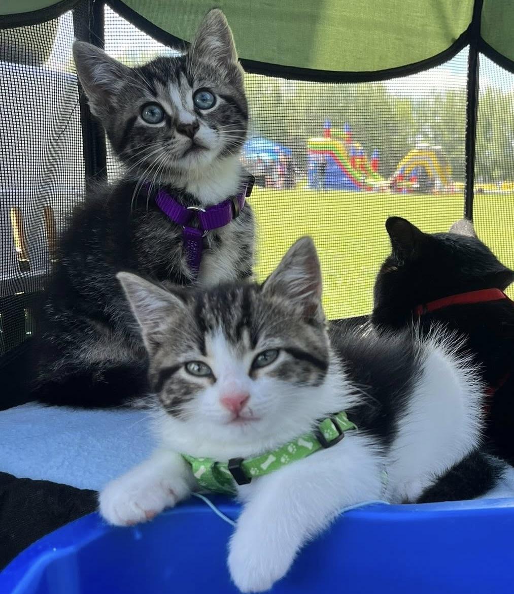 Milo and Maisy - kittens