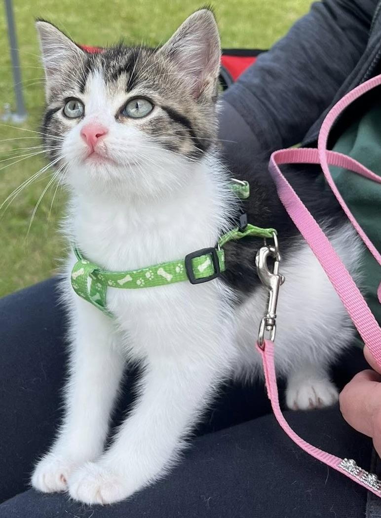 Milo and Maisy - kittens