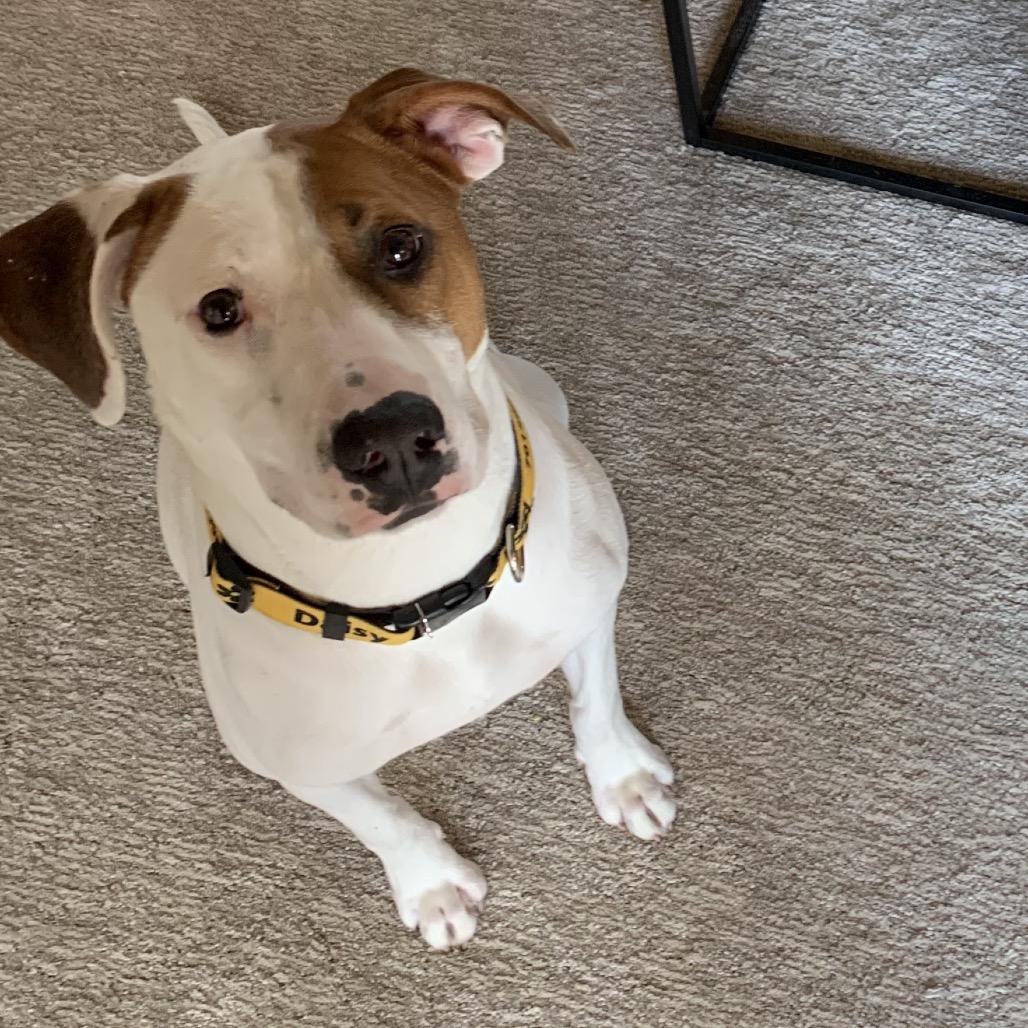 Enlarge Daisy, a Adoptable Mixed Breed in Bismarck, ND image 1/5