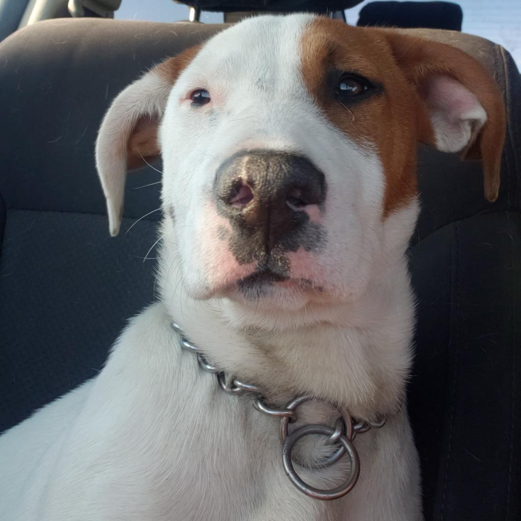 Enlarge Daisy, a Adoptable Mixed Breed in Bismarck, ND image 2/5