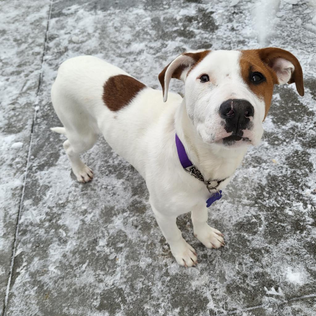 Enlarge Daisy, a Adoptable Mixed Breed in Bismarck, ND image 3/5
